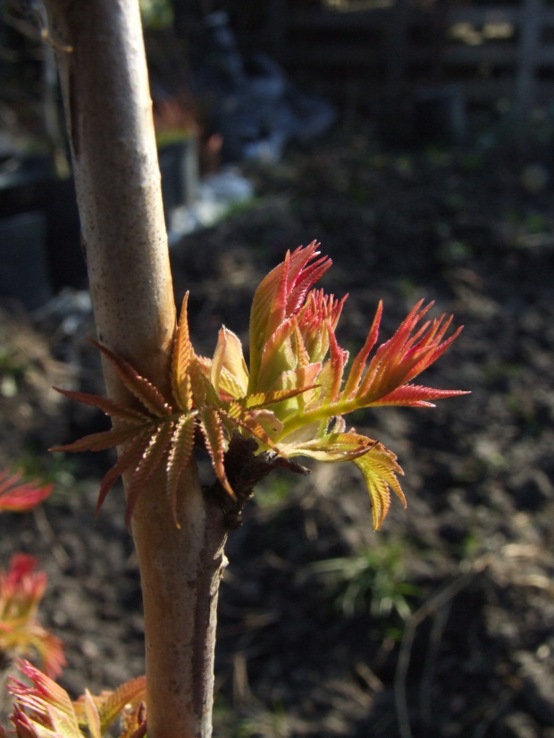 Sorbaria sorbifolia 'Sem'