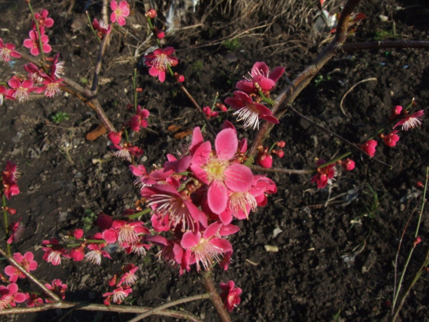 Prunus mume