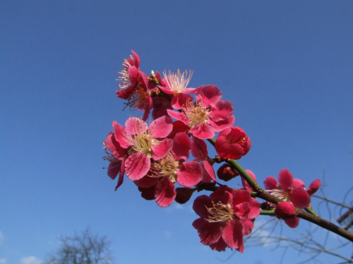 Prunus mume