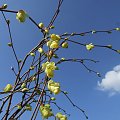 Corylopsis pauciflora