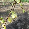 Corylopsis pauciflora