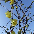 Corylopsis pauciflora