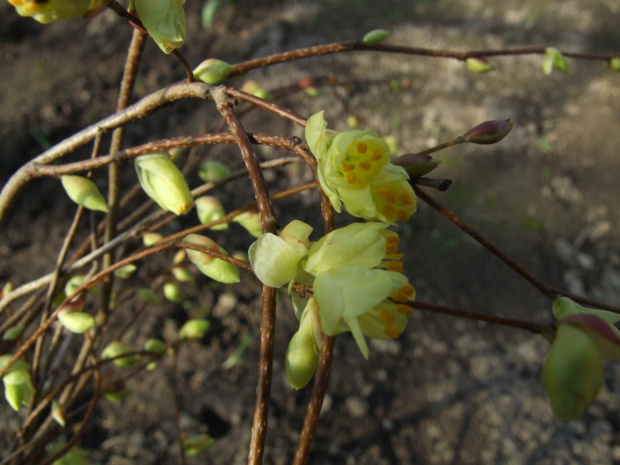 Corylopsis pauciflora