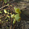 Corylopsis pauciflora