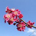 Prunus mume