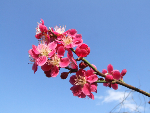 Prunus mume