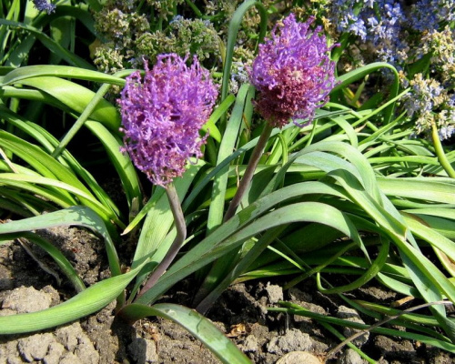 M. comosum 'Plumosum'