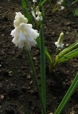 Muscari armeniacum 'Album'