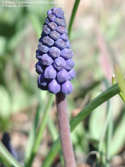 Muscari neglectum