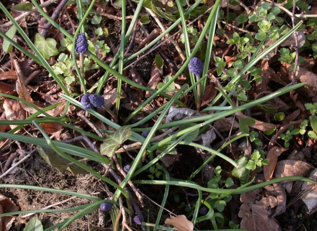 Muscari neglectum