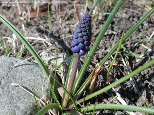 Muscari neglectum