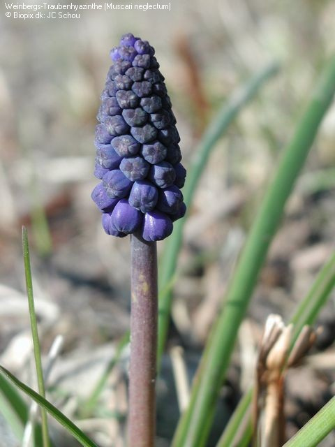 Muscari neglectum