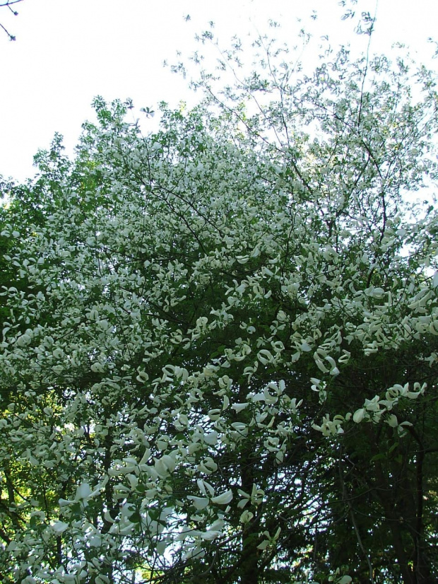 Cornus florida - Glinna