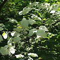 Cornus nuttallii - Glinna