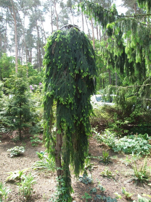Picea abies 'Inversa' - Christianberger