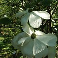 Cornus nuttallii - Glinna