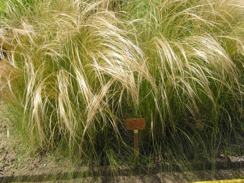 Stipa tirsa - OB Berlin