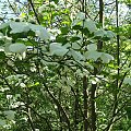 Cornus nuttallii - Glinna