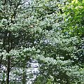 Cornus florida - Glinna