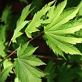 Acer japonicum 'Virifolium' - Glinna