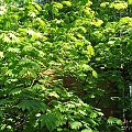 Acer japonicum 'Virifolium' - Glinna