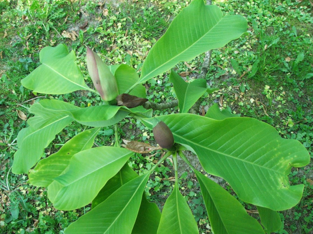 Magnolia officinalis var. biloba