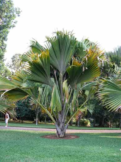 #PeradeniyaBotanicalGardens #OgródBotaniczny #SriLanka #kandy #palma #przyroda #las #zieleń #drzewo #azja