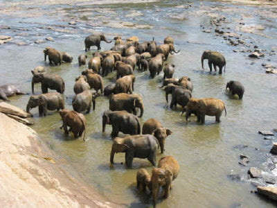 #SriLanka #azja #słoń #słonie #pinnewalla #tropik #zwierzęta #przyroda #sierociniec #SierociniecDlaSłoni