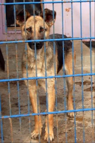 Sunia trafiła do schroniska w marcu br. Czeka na odbiór przez właściciela.
nr. ewid. 2631 #psy