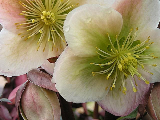 Helleborus sternii #Ciemiernik