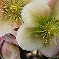 Helleborus sternii #Ciemiernik