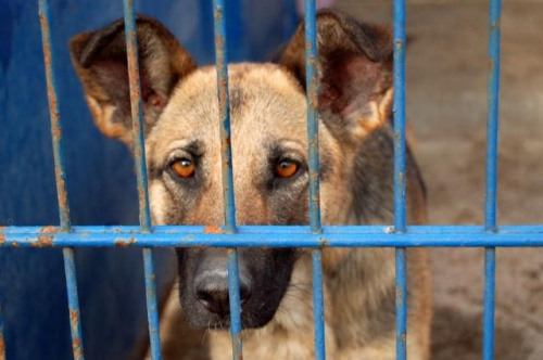 Sunia trafiła do schroniska w marcu br. Czeka na odbiór przez właściciela.
nr. ewid. 2631 #psy