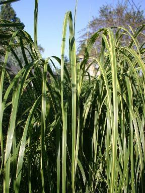 Spartina pectinata