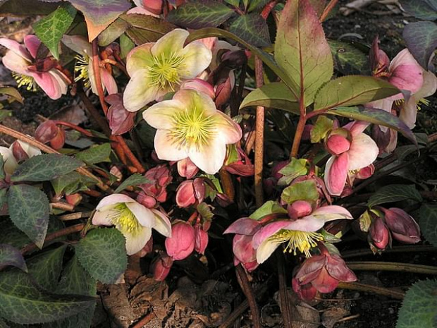 Helleborus sternii #Ciemiernik