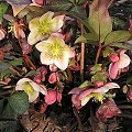 Helleborus sternii #Ciemiernik