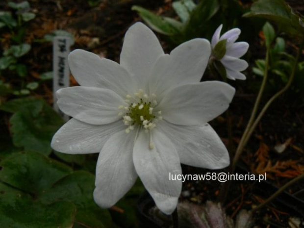 Hepatica transs.Alba