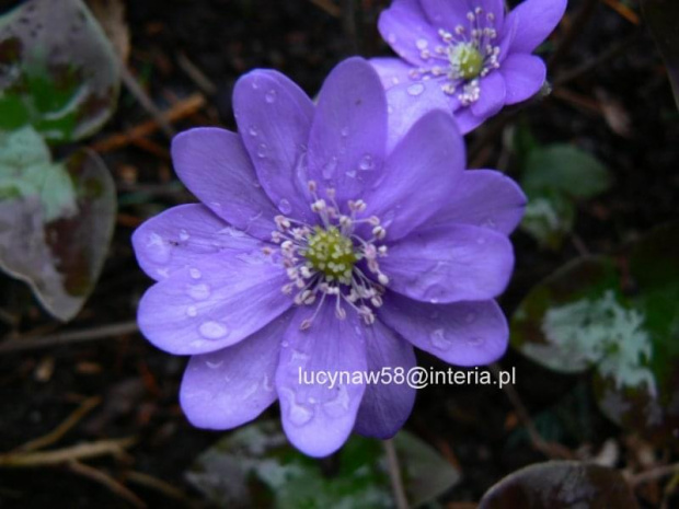 Hepatica transs.