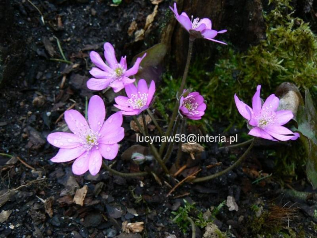 Hepatica nobilis Rosea