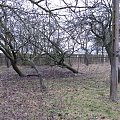 Nowokornino - Kiedyś w tym sadzie rosły pyszne jabłka. Teraz to wygląda jak drzewa z horroru. #sad #horror #smutek #nowokornino #NoweKornino #wieś #podlasie
