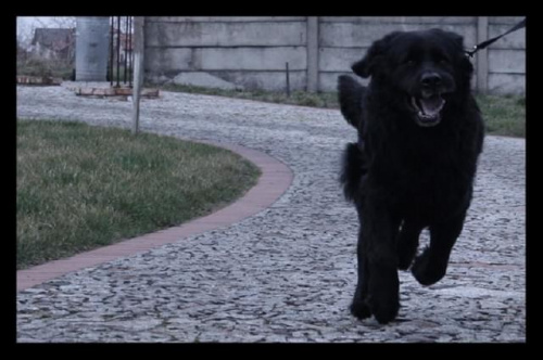 Bruno lubi szybkie spacerki, zresztą co się dziwić, po pobycie w schronisku musi się chłopak wybiegać. #psy #nowofundland