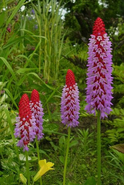 Primula vialii