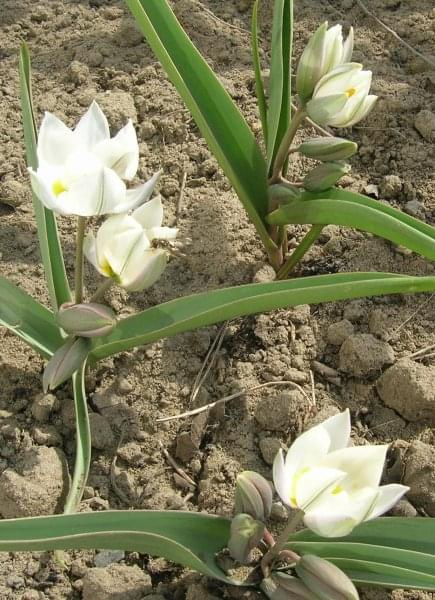 Tulipa polychroma