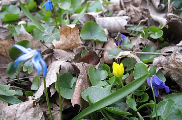 ... tak sobie rosną dziko ... #śnieżnik #kaczeńce #fiołki #liście #park #wiosna