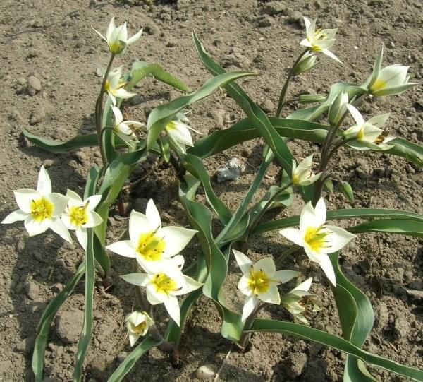 Tulipa turkestanica