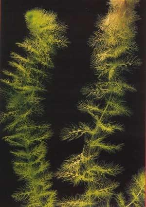 Utricularia