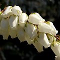 WIOSNA!!! #pelargonie #PierisJap #magnolie