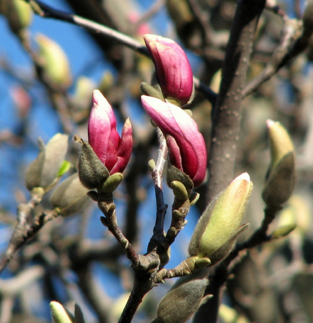 WIOSNA!!! #pelargonie #PierisJap #magnolie
