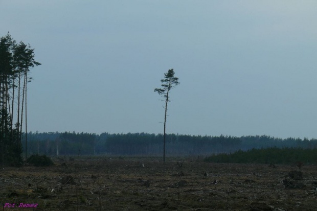 Puszcza Piska - pozostałości po huraganie z 4 lipca 2002r #PuszczaPiska