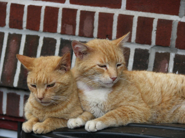 Cezary i Klotylda,czyli krotka historia pewnej rudej pary:) #koty