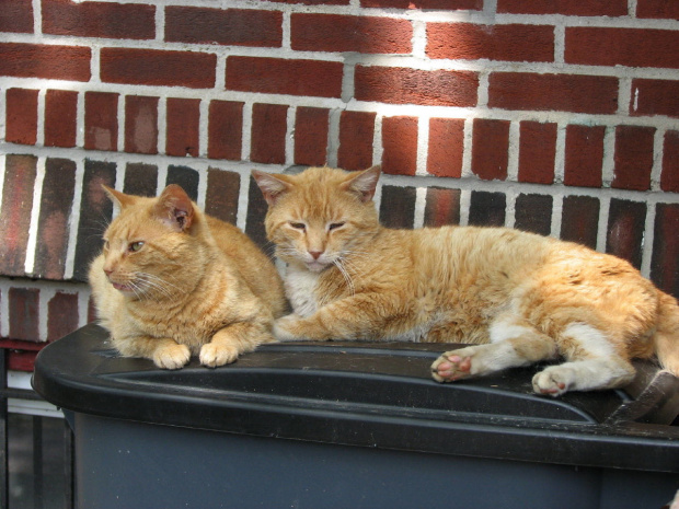 Cezary i Klotylda,czyli krotka historia pewnej rudej pary:) #koty